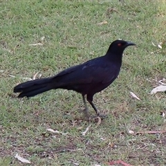 Corcorax melanorhamphos by TwoRivers