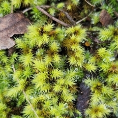 Breutelia at Acton, ACT - Yesterday by sangio7