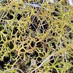 Cladia aggregata at Acton, ACT - Yesterday by sangio7