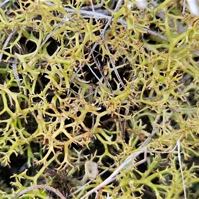 Cladia aggregata at Acton, ACT - Yesterday by sangio7