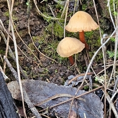 Laccaria sp. at Acton, ACT - Yesterday by sangio7
