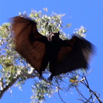 Pteropus alecto at Miriam Vale, QLD - 13 Jul 2025 by Clarel