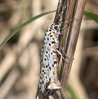 Utetheisa (genus) at Miriam Vale, QLD - 13 Jul 2025 by Clarel