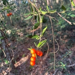Alyxia ruscifolia (Prickly Alyxia) at Booral, QLD - 13 Jul 2025 by Clarel