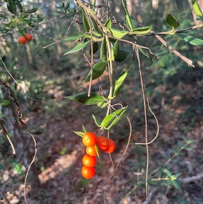 Alyxia ruscifolia (Prickly Alyxia) at Booral, QLD - 13 Jul 2025 by Clarel