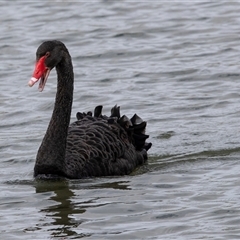 Cygnus atratus (Black Swan) at Belconnen, ACT - 21 May 2025 by AlisonMilton