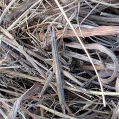 Keyacris scurra (Key's Matchstick Grasshopper) at Forde, ACT - Today by mainsprite