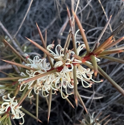 Hakea decurrens (Bushy Needlewood) at Aranda, ACT - Today by Jennybach