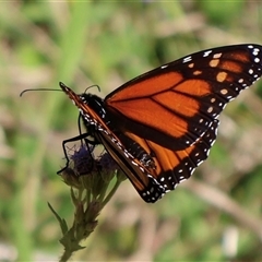 Danaus plexippus (Monarch) at Miriam Vale, QLD - 13 Jul 2025 by Clarel