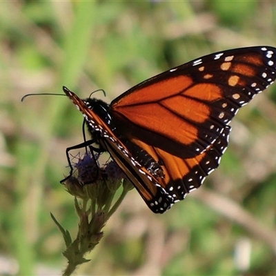 Danaus plexippus (Monarch) at Miriam Vale, QLD - 13 Jul 2025 by Clarel