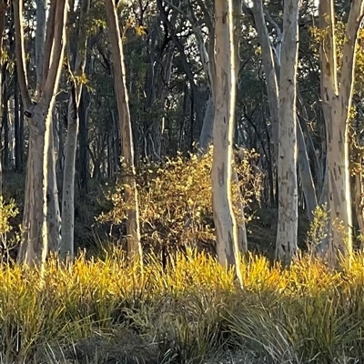 Acacia genistifolia (Early Wattle) at Aranda, ACT - Today by Jennybach