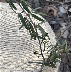 Glycine clandestina (Twining Glycine) at Aranda, ACT - Today by Jennybach