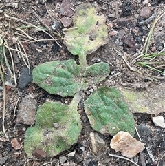 Cymbonotus sp. (preissianus or lawsonianus) (Bears Ears) at Aranda, ACT - Today by Jennybach
