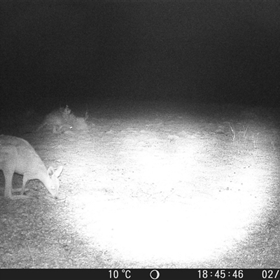 Macropus giganteus at Crowther, NSW - 2 Jul 2025 by Frecko