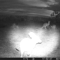Macropus giganteus at Crowther, NSW - 2 Jul 2025 by Frecko