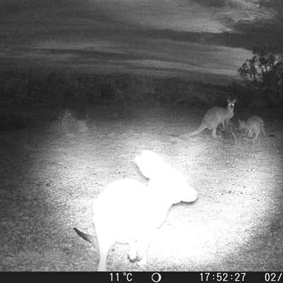 Macropus giganteus at Crowther, NSW - 2 Jul 2025 by Frecko