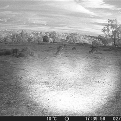 Macropus giganteus at Crowther, NSW - 2 Jul 2025 by Frecko