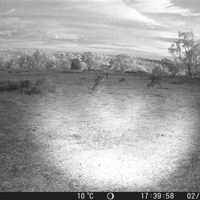 Macropus giganteus at Crowther, NSW - 2 Jul 2025 by Frecko