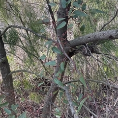 Hardenbergia violacea (False Sarsaparilla) at Aranda, ACT - Today by Jennybach