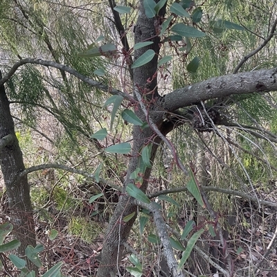 Hardenbergia violacea (False Sarsaparilla) at Aranda, ACT - Today by Jennybach