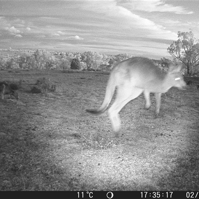Macropus giganteus at Crowther, NSW - 2 Jul 2025 by Frecko