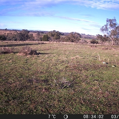 Platycercus eximius at Crowther, NSW - 3 Jul 2025 by Frecko