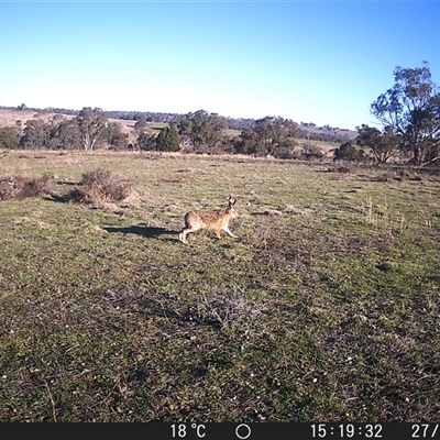 Oryctolagus cuniculus at Crowther, NSW - 27 Jun 2025 by Frecko