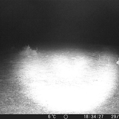 Oryctolagus cuniculus at Crowther, NSW - 29 Jun 2025 by Frecko