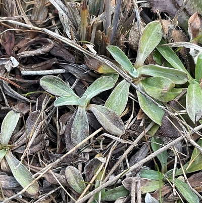 Euchiton japonicus (Creeping Cudweed) at Macquarie, ACT - Today by Jennybach
