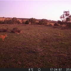 Oryctolagus cuniculus at Crowther, NSW - 27 Jun 2025 by Frecko