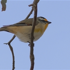 Pardalotus striatus (Striated Pardalote) at Whitlam, ACT - Today by MichaelWenke