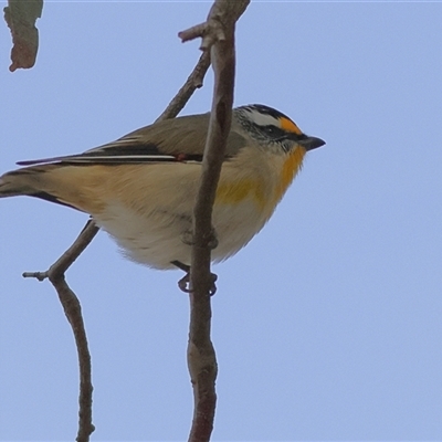 Pardalotus striatus (Striated Pardalote) at Whitlam, ACT - Today by MichaelWenke
