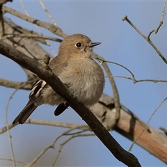 Petroica phoenicea at Whitlam, ACT - Today by MichaelWenke