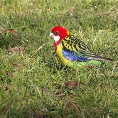 Platycercus eximius at Kambah, ACT - 19 Jul 2025 by MatthewFrawley