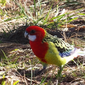 Platycercus eximius (Eastern Rosella) at Kambah, ACT - 19 Jul 2025 by MatthewFrawley