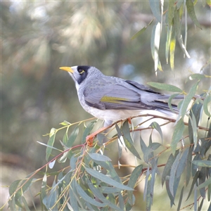 Manorina melanocephala at Kambah, ACT - 19 Jul 2025 by MatthewFrawley