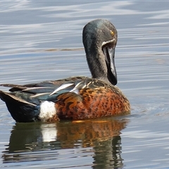 Spatula rhynchotis at Fyshwick, ACT - Today by RodDeb
