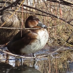 Aythya australis at Fyshwick, ACT - Today by RodDeb