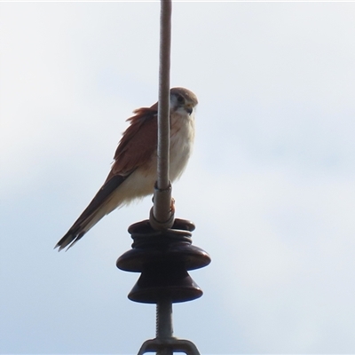 Falco cenchroides at Fyshwick, ACT - Today by RodDeb