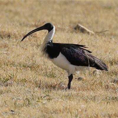 Threskiornis spinicollis at Fyshwick, ACT - Today by RodDeb