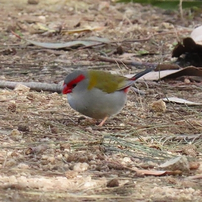 Neochmia temporalis at Fyshwick, ACT - Today by RodDeb