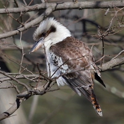 Dacelo novaeguineae (Laughing Kookaburra) at Kambah, ACT - 16 Jul 2025 by TimL