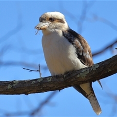 Dacelo novaeguineae (Laughing Kookaburra) at Kambah, ACT - 16 Jul 2025 by TimL