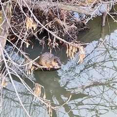 Hydromys chrysogaster (Rakali or Water Rat) at Fyshwick, ACT - Today by Tawny4