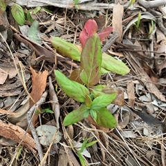 Lonicera japonica (Japanese Honeysuckle) at Red Hill, ACT - Today by jklem621