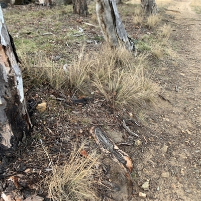 Eragrostis curvula (African Lovegrass) at Red Hill, ACT - Today by jklem621