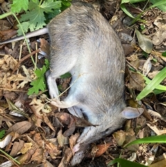Perameles nasuta at Tura Beach, NSW - suppressed