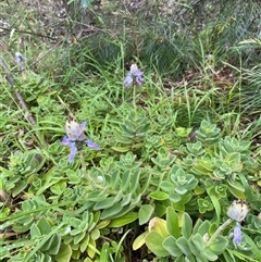 Unverified Other Wildflower or Herb at Broke, NSW - 20 May 2025 by RoyP