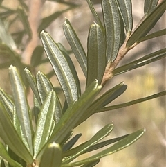 Banksia marginata at Rendezvous Creek, ACT - 20 Jul 2025 01:12 PM