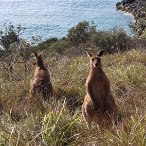 Macropus giganteus at Evans Head, NSW - 17 Jul 2025 by Clarel